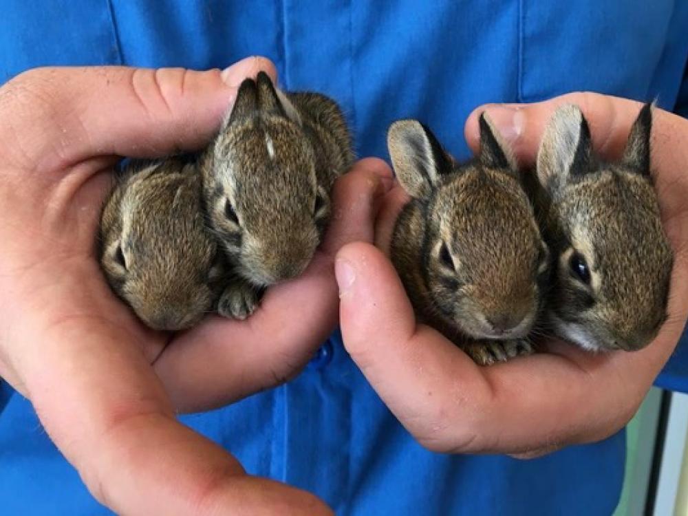 Wild Baby Rabbits in the Yard at the Office 