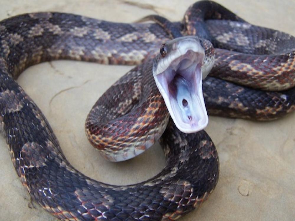 western rat snake