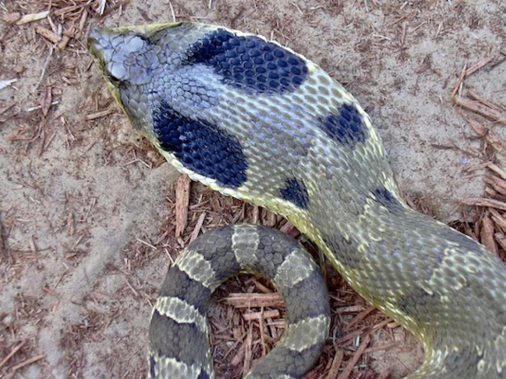 Snakes of South Central Texas