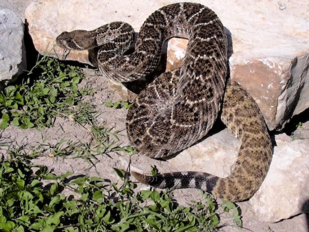 Snake season has arrived in Texas – here's what you need to know – Houston Public Media