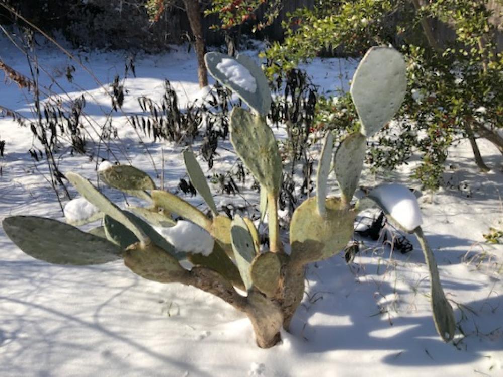 Cactus Among Casualties Of Texas Big Chill Greensource Dfw