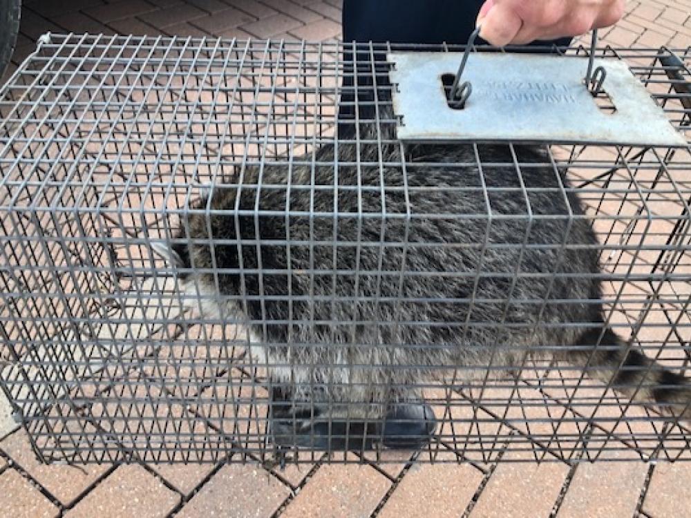 Humanely Trapping Raccoons, Foxes, Skunks and More - Countryside