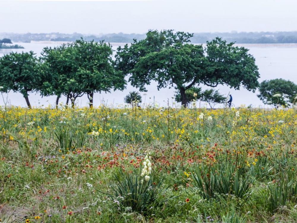 North Texas Wild: Local conservationists are bringing back the